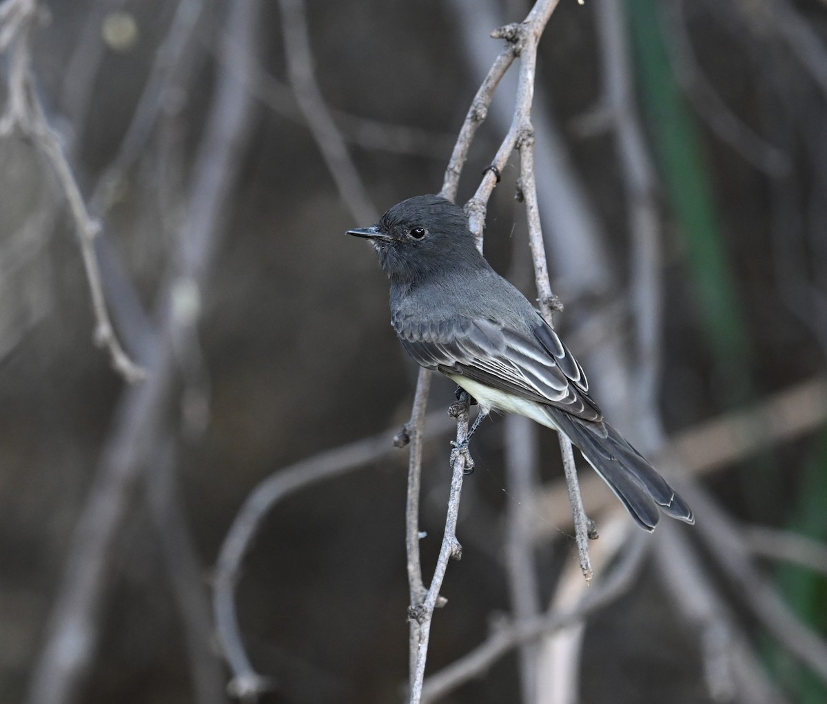 svartfibi (nigricans gr.) - ML623461134