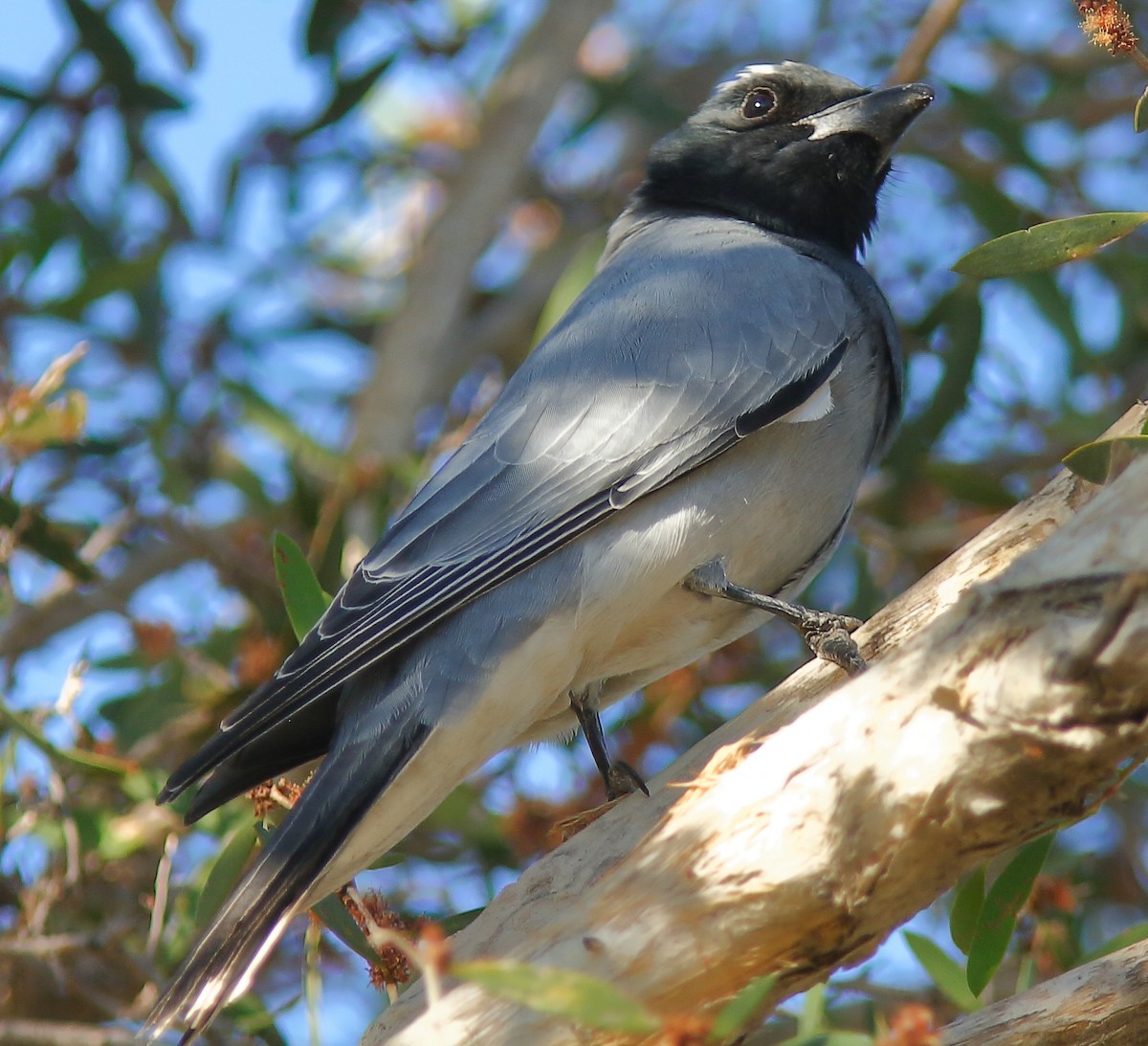 Black-faced Cuckooshrike - ML623461148