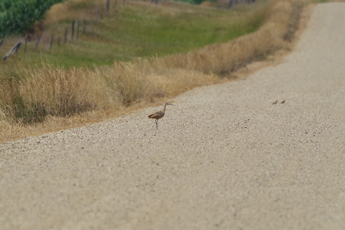 Long-billed Curlew - ML623461156