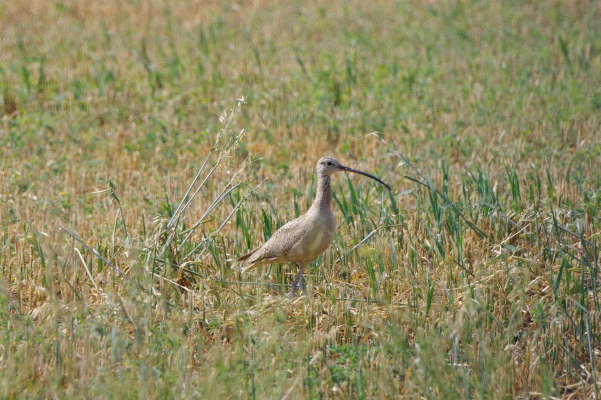 Long-billed Curlew - ML623461157