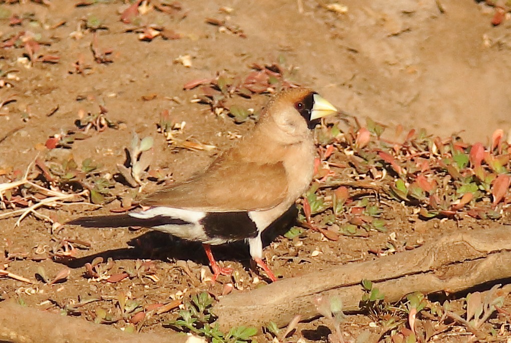 Masked Finch (Masked) - ML623461162