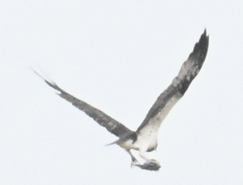 Osprey - ML623461168