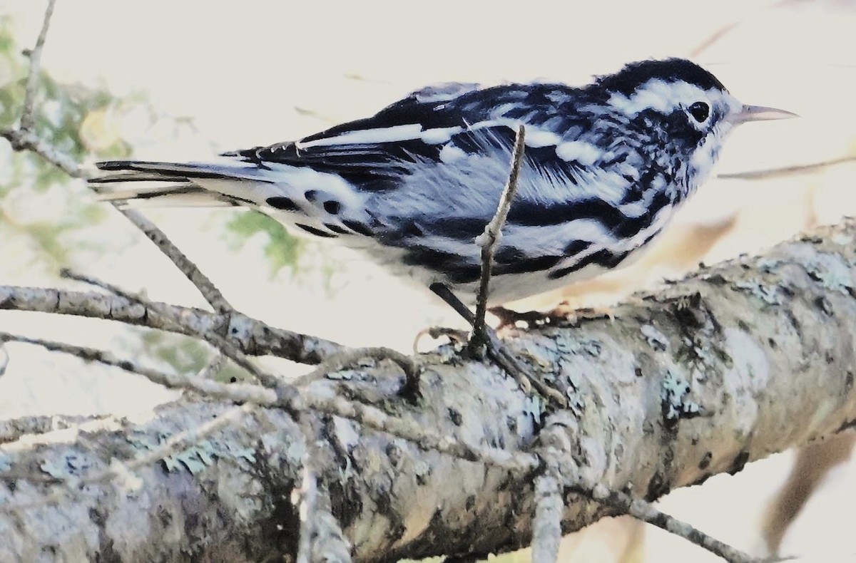 Black-and-white Warbler - ML623461187