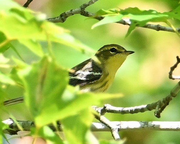 Blackburnian Warbler - ML623461195