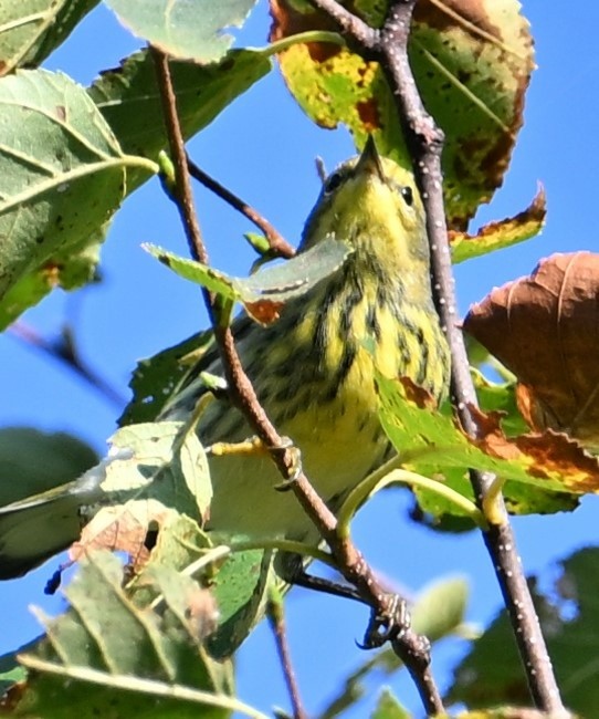 Cape May Warbler - ML623461203