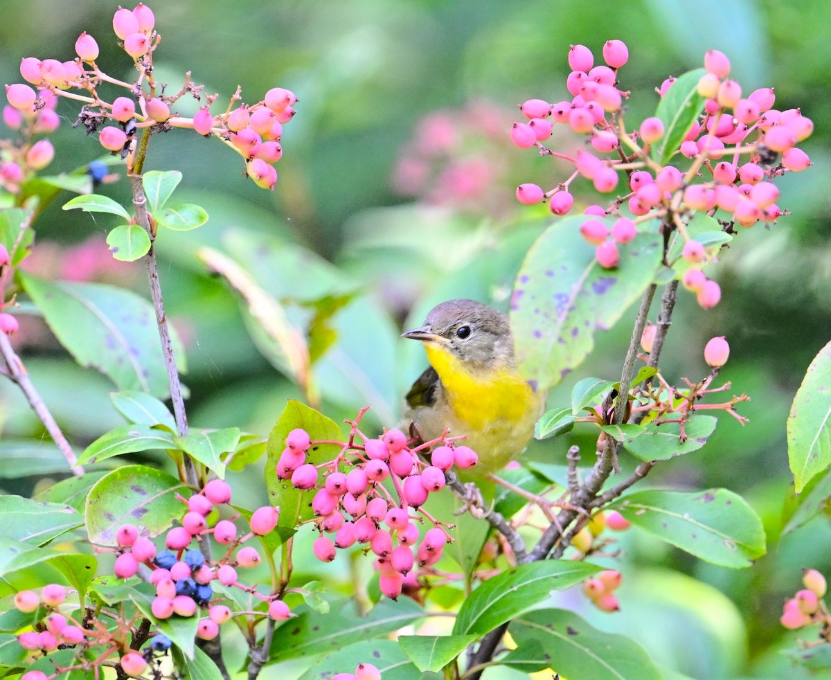 Common Yellowthroat - ML623461209