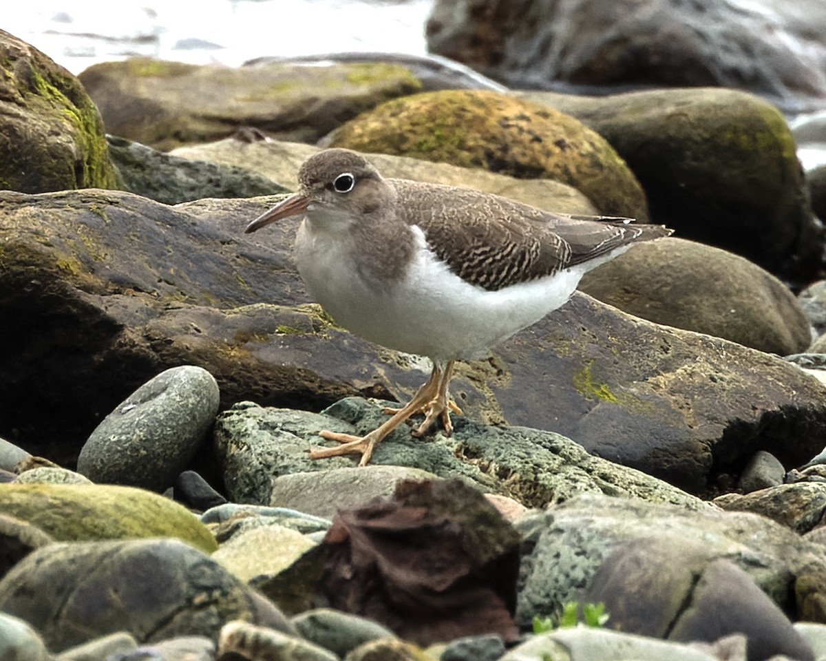 Spotted Sandpiper - ML623461232