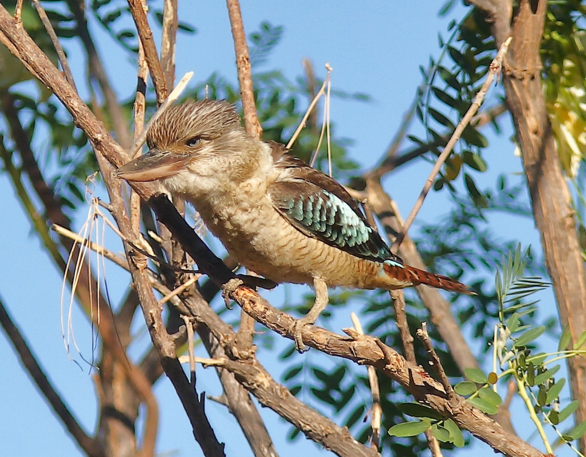 Blue-winged Kookaburra - Rex Matthews