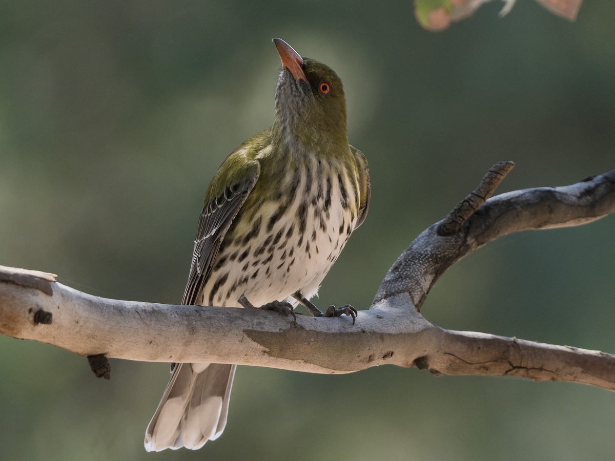 Olive-backed Oriole - ML623461323