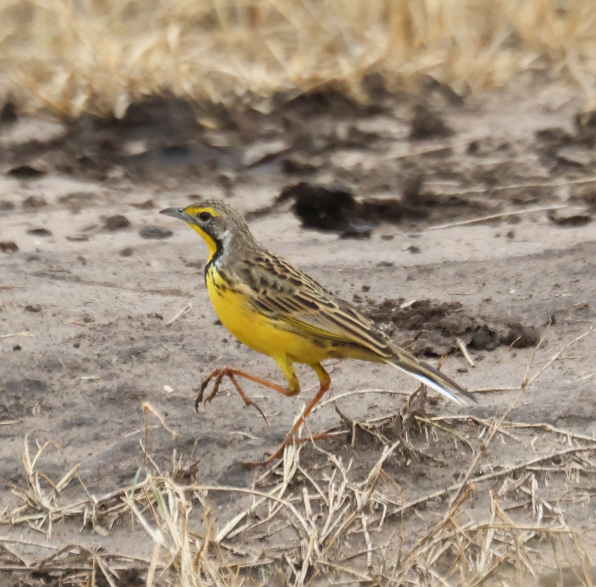 Yellow-throated Longclaw - ML623461324