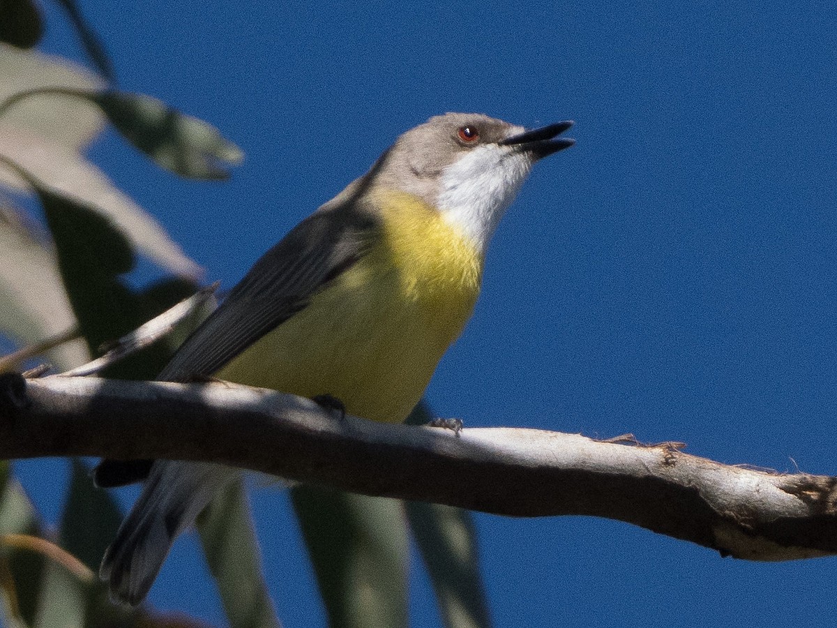 White-throated Gerygone - ML623461325