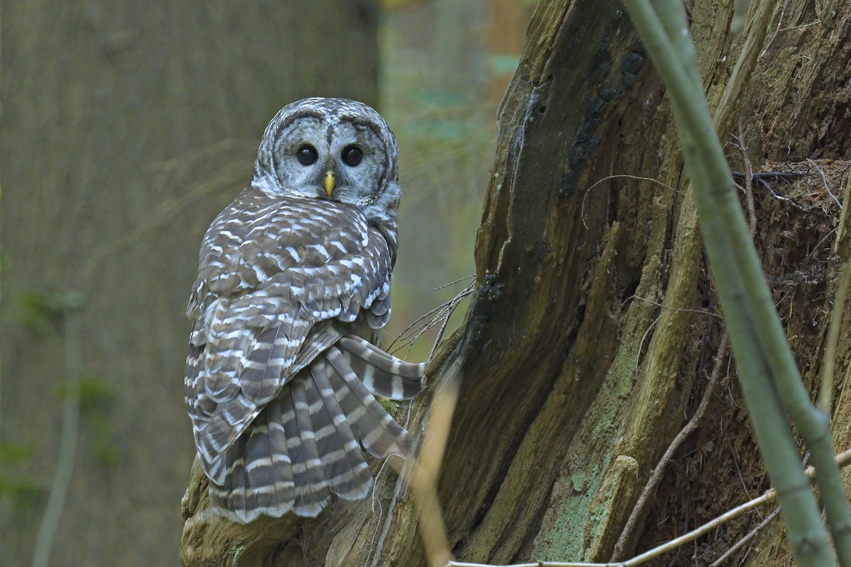 Barred Owl - ML623461328