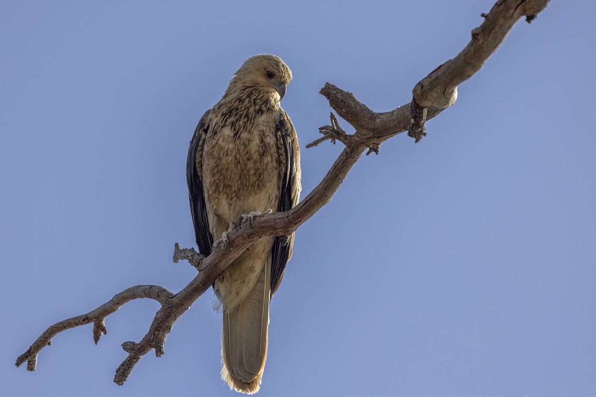 Whistling Kite - ML623461330