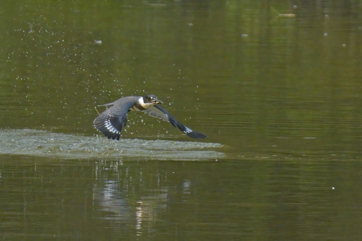 Belted Kingfisher - ML623461338