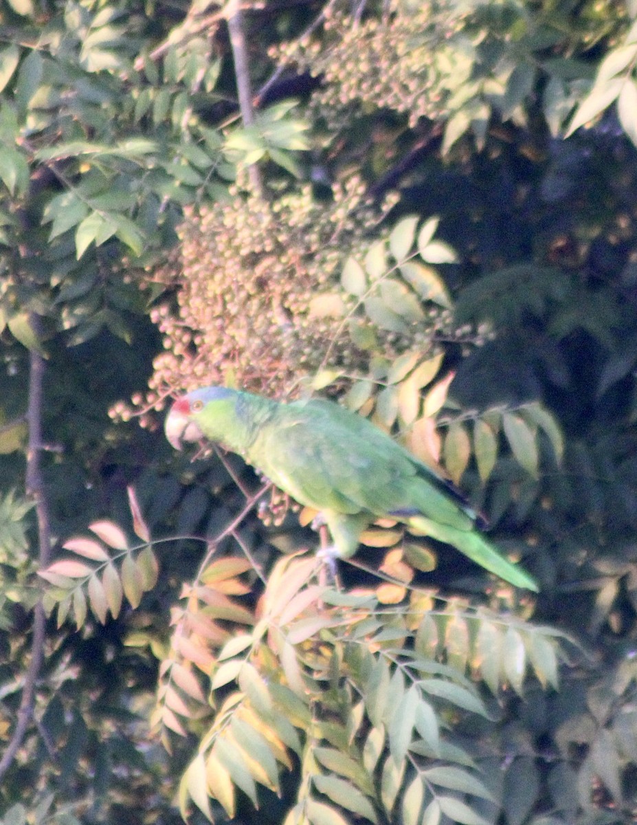 Lilac-crowned Parrot - ML623461341