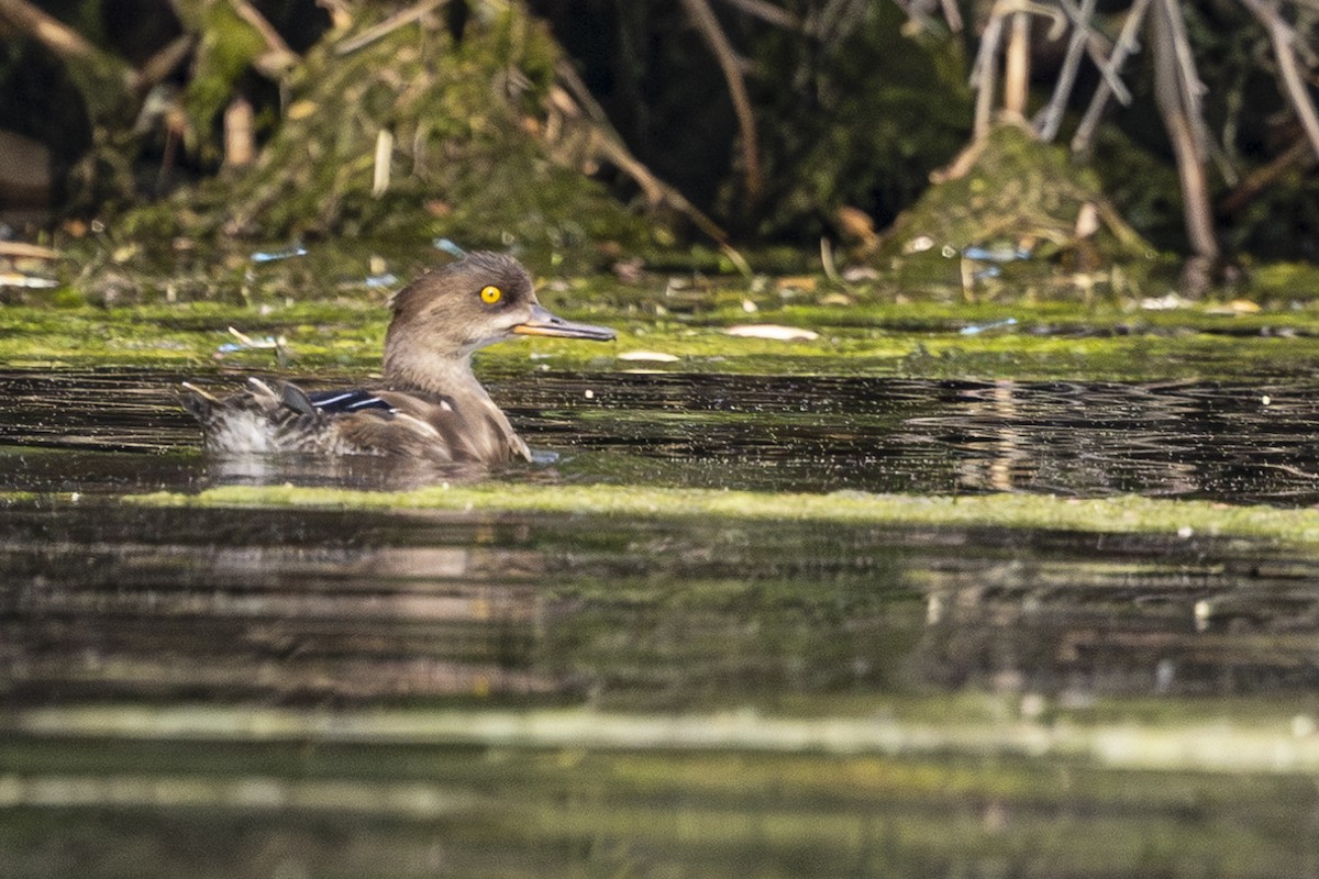 Hooded Merganser - ML623461358