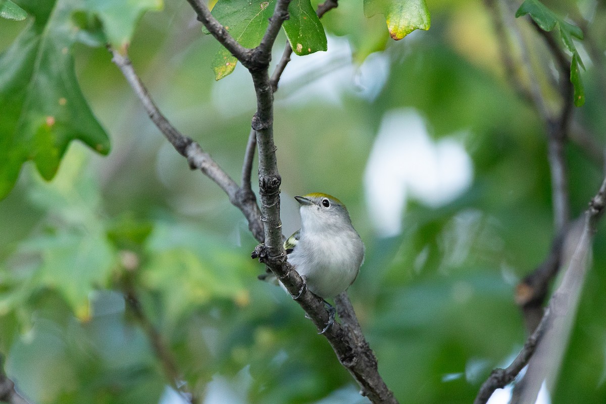 Chestnut-sided Warbler - ML623461361