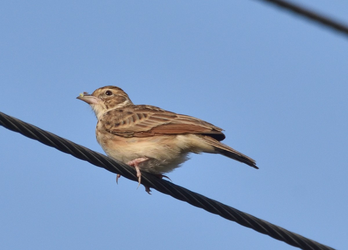 Jerdon's Bushlark - ML623461434