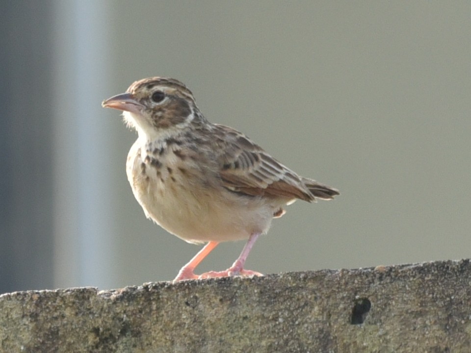 Jerdon's Bushlark - ML623461435