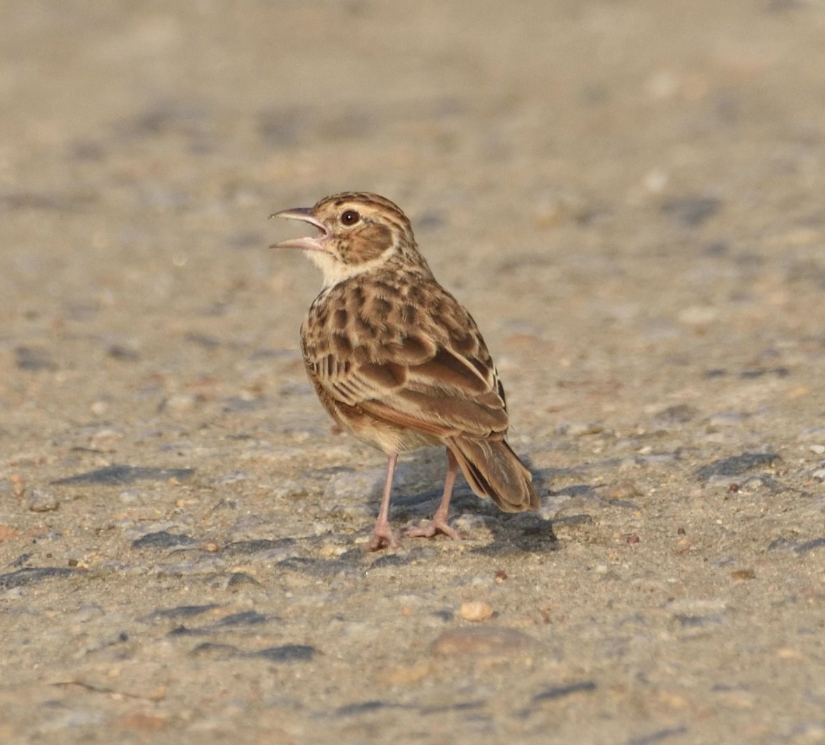 Jerdon's Bushlark - ML623461436