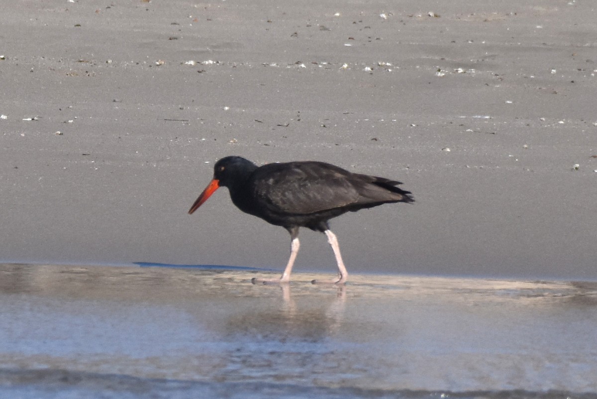 Black Oystercatcher - ML623461444