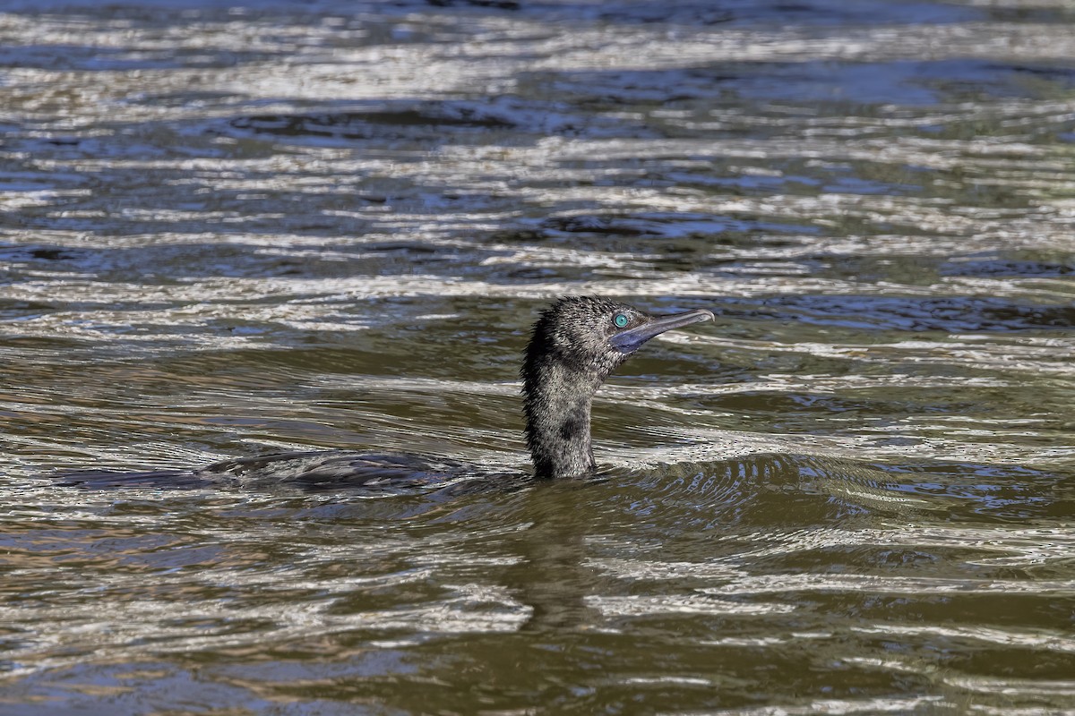 Little Black Cormorant - ML623461525