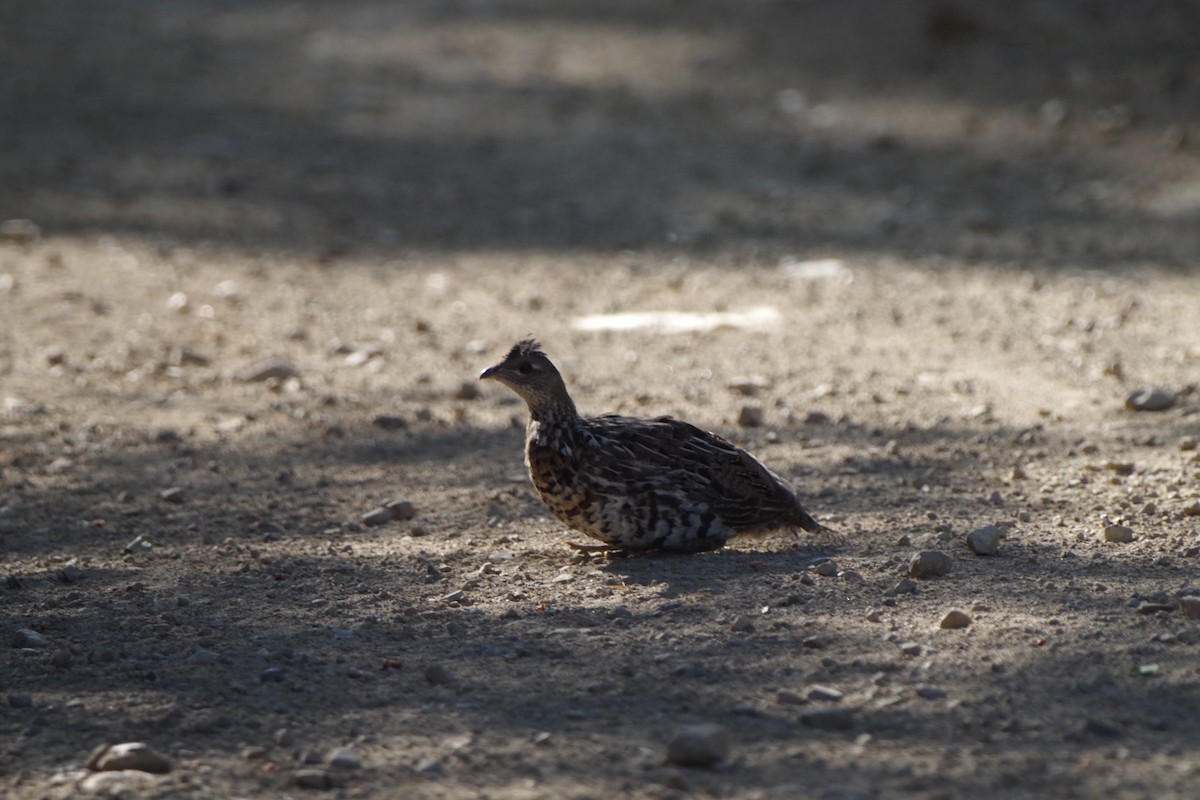 Ruffed Grouse - Cody McGregor