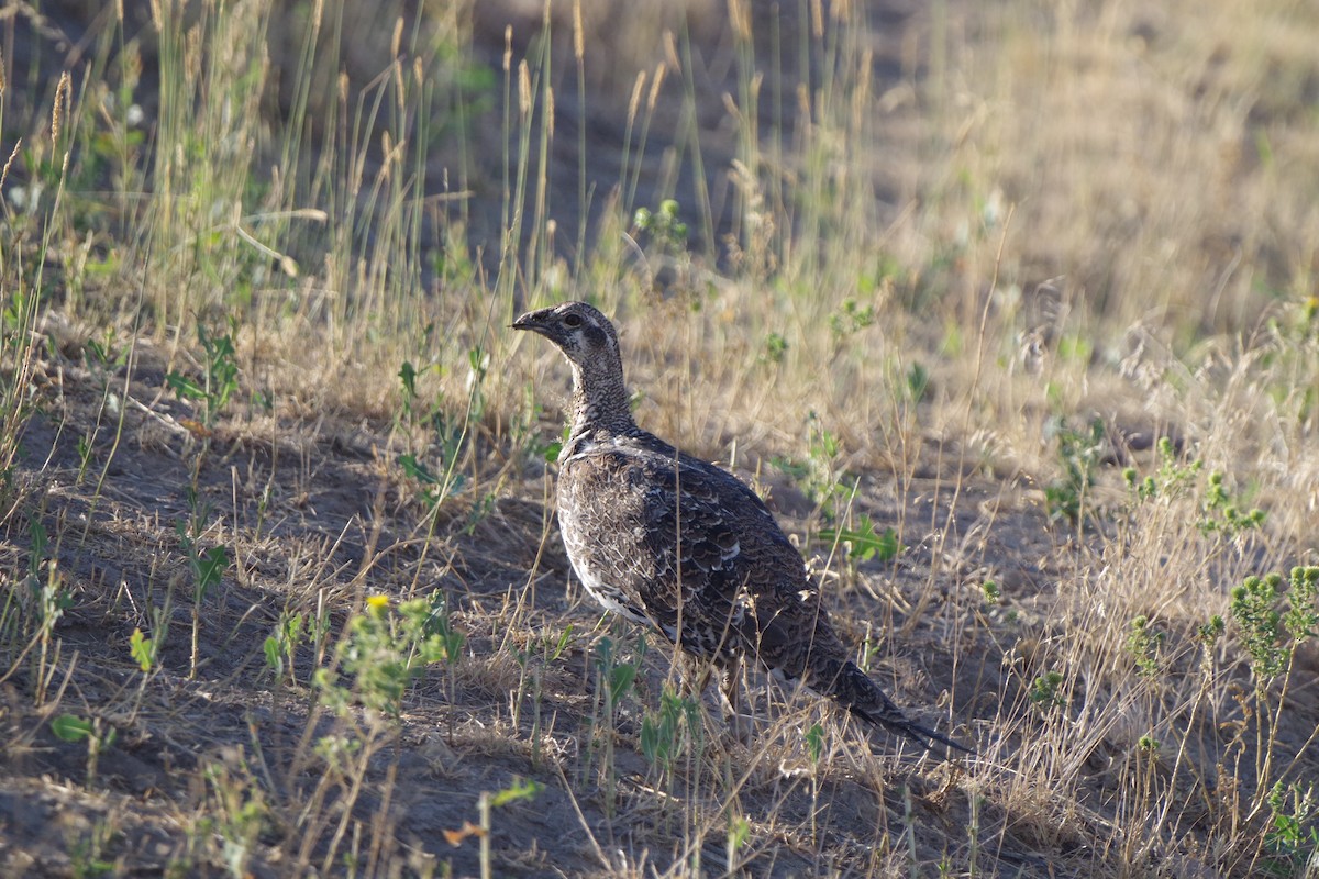 Beifußhuhn - ML623461583