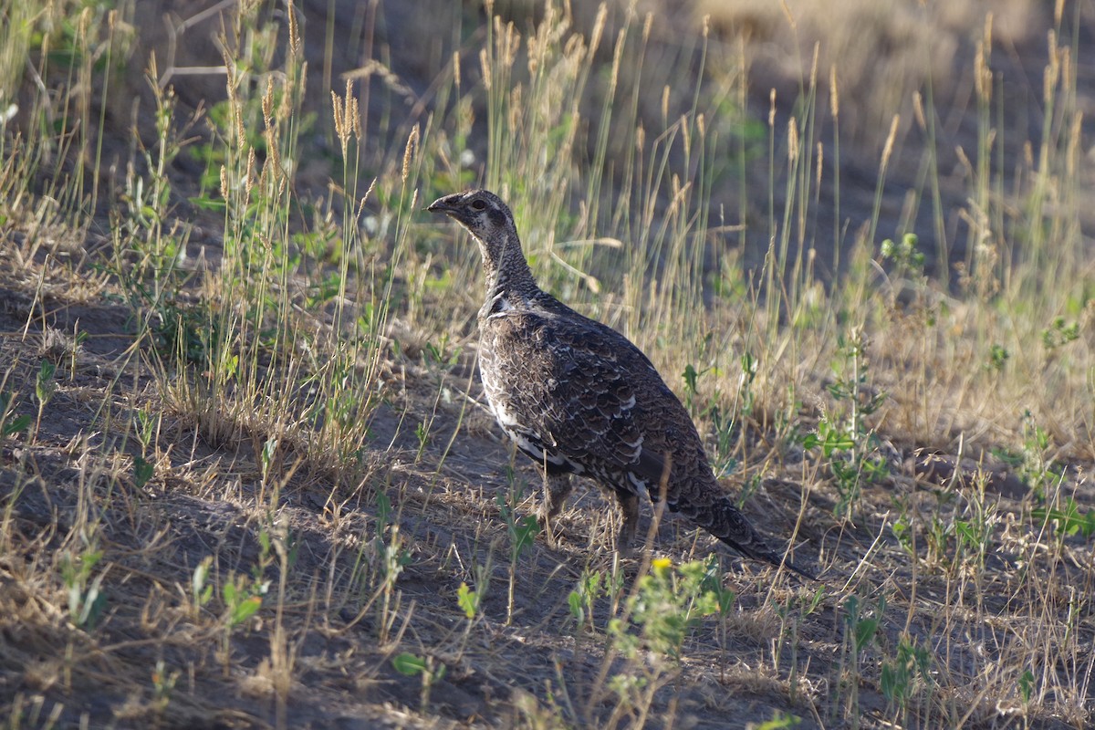 Beifußhuhn - ML623461584