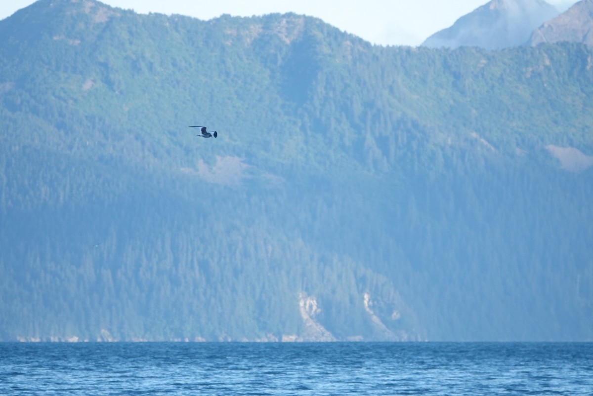 Sabine's Gull - ML623461623