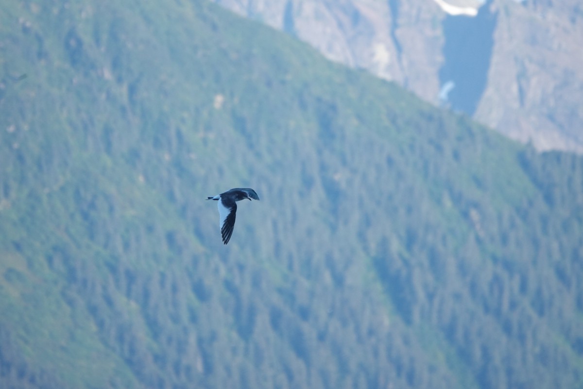 Sabine's Gull - ML623461624