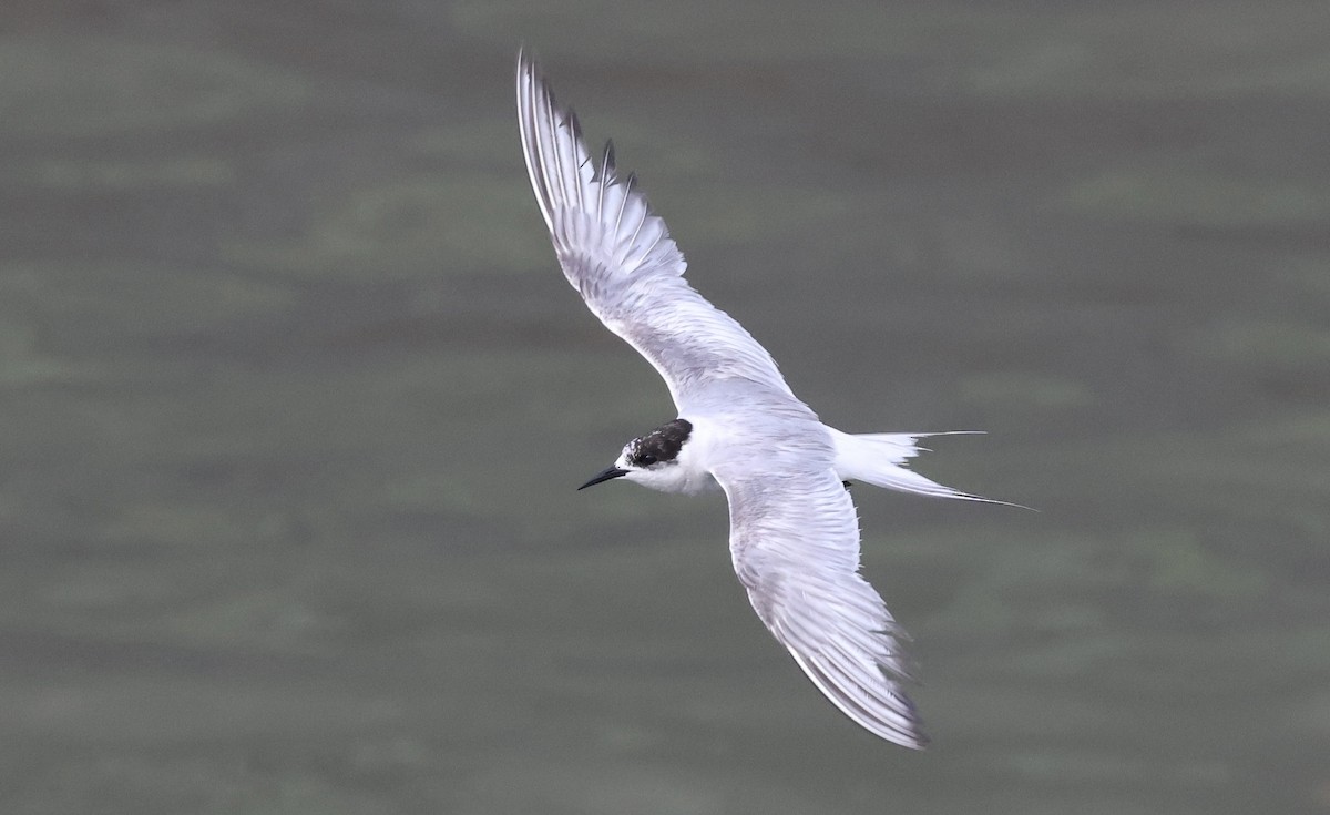 Arctic Tern - ML623461625