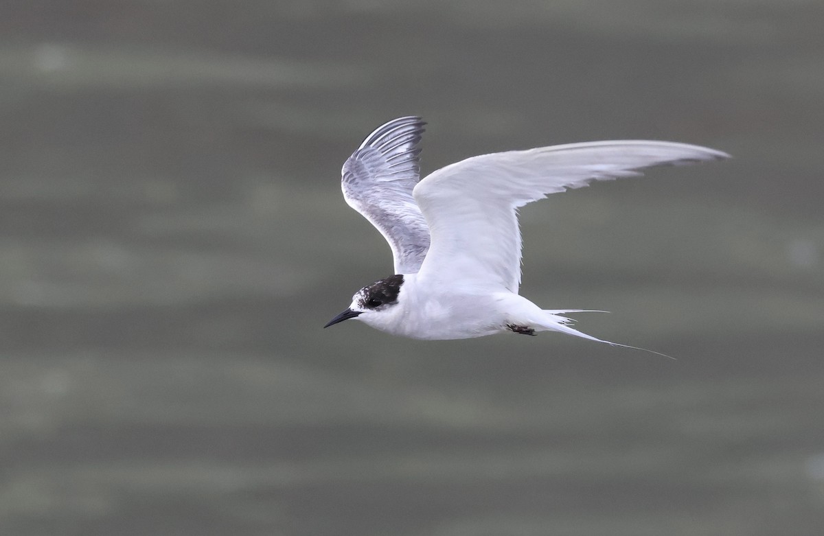 Arctic Tern - ML623461627