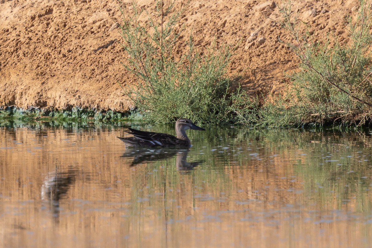 Garganey - Oren Shatz