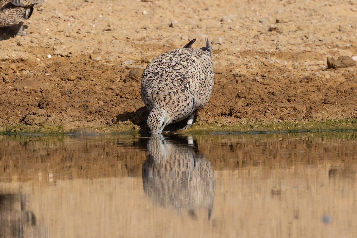 Black-bellied Sandgrouse - Oren Shatz