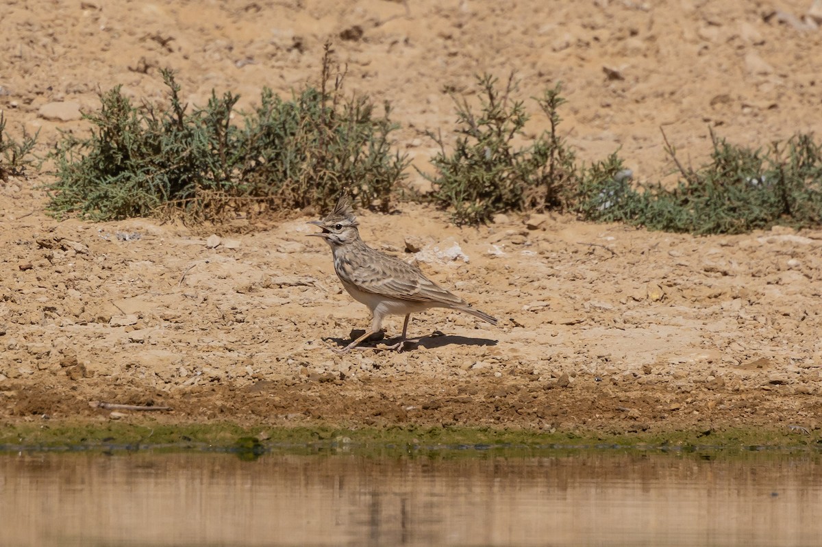 Cochevis huppé - ML623461669