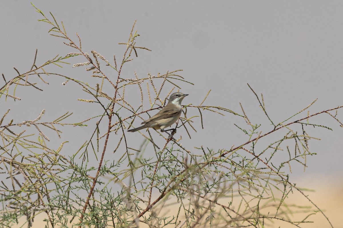 Lesser Whitethroat - Oren Shatz