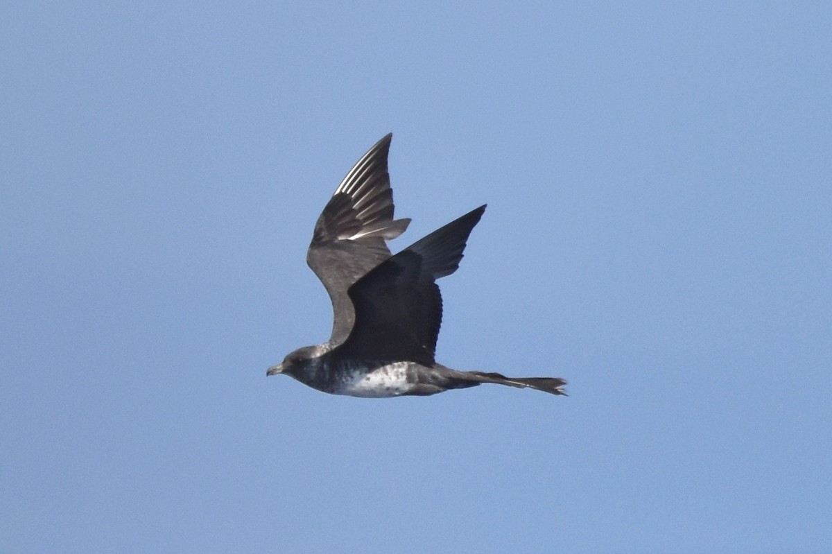 Pomarine Jaeger - Naresh Satyan