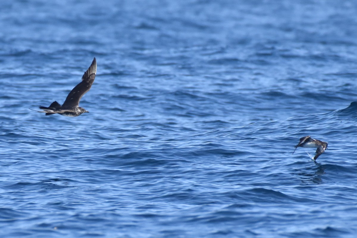 Pomarine Jaeger - Naresh Satyan