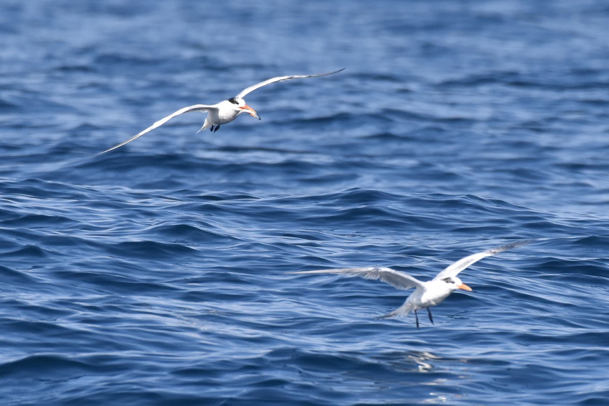 Elegant Tern - ML623461720