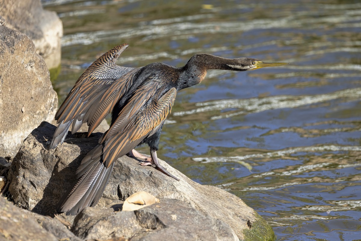 Australasian Darter - ML623461721