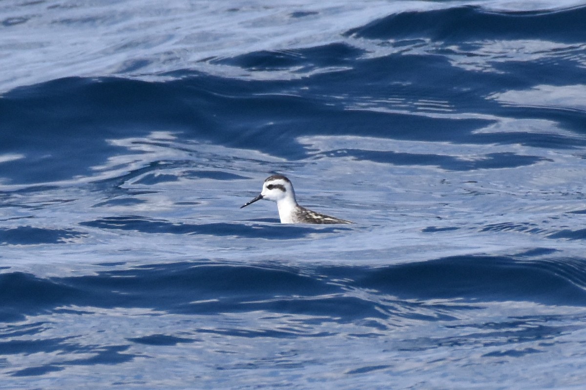 Red-necked Phalarope - ML623461726