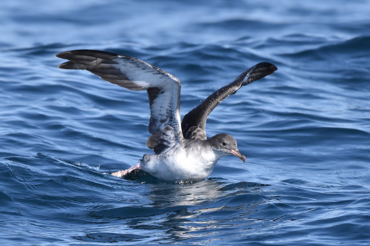 Pink-footed Shearwater - ML623461727