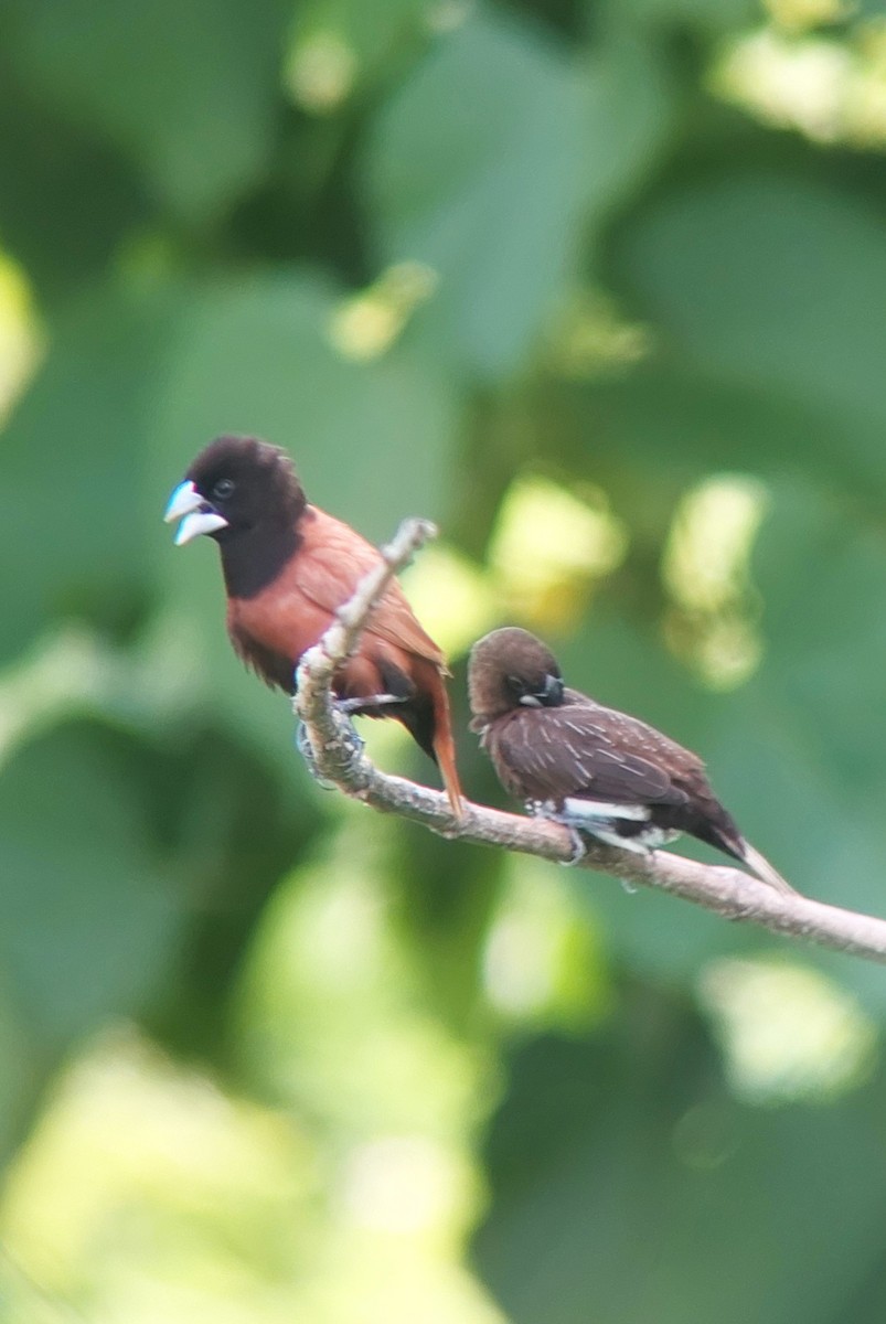 White-bellied Munia - ML623461763
