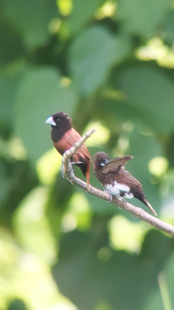 White-bellied Munia - ML623461771