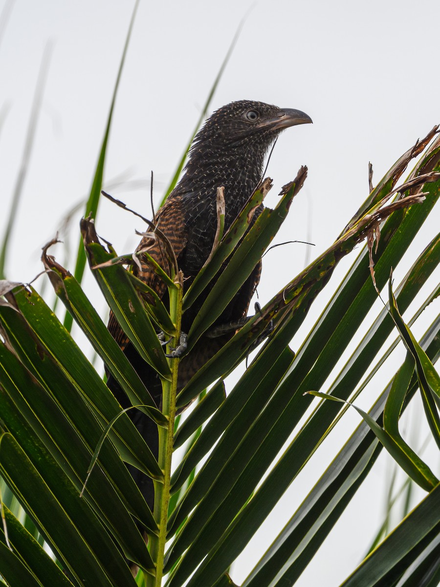 Greater Coucal - ML623461784