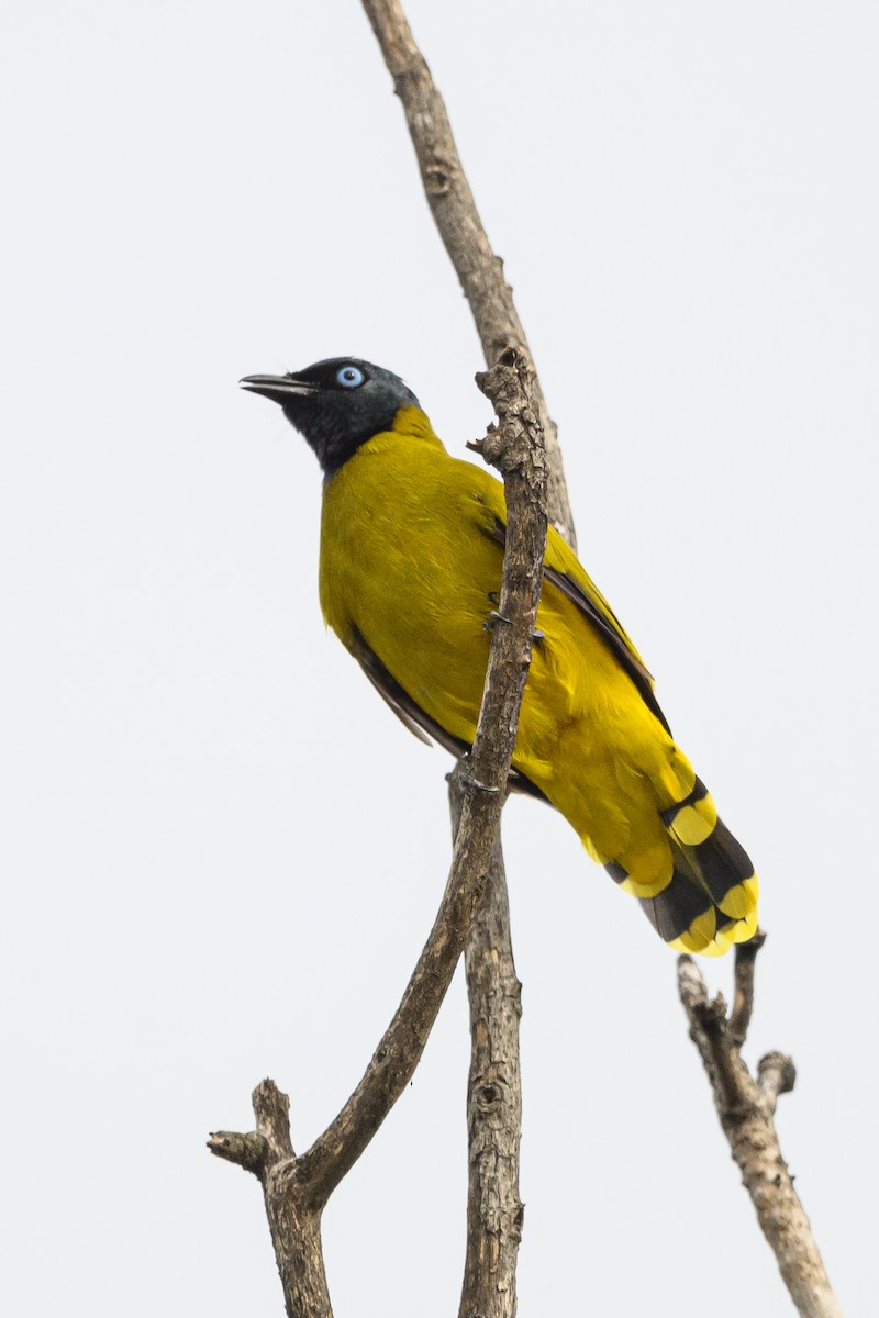 Black-headed Bulbul - ML623461789