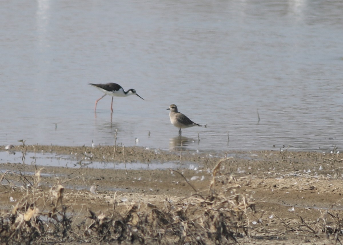 American Golden-Plover - ML623461847