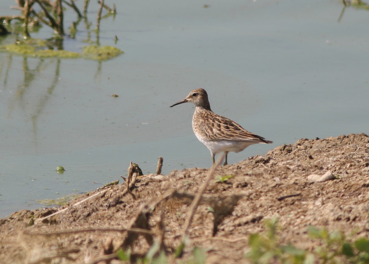 Орог элсэг - ML623461848