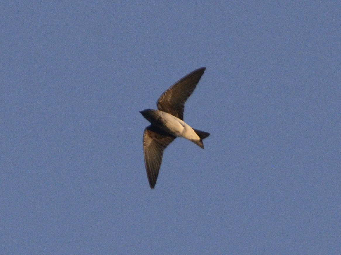 Purple Martin - ML623461867